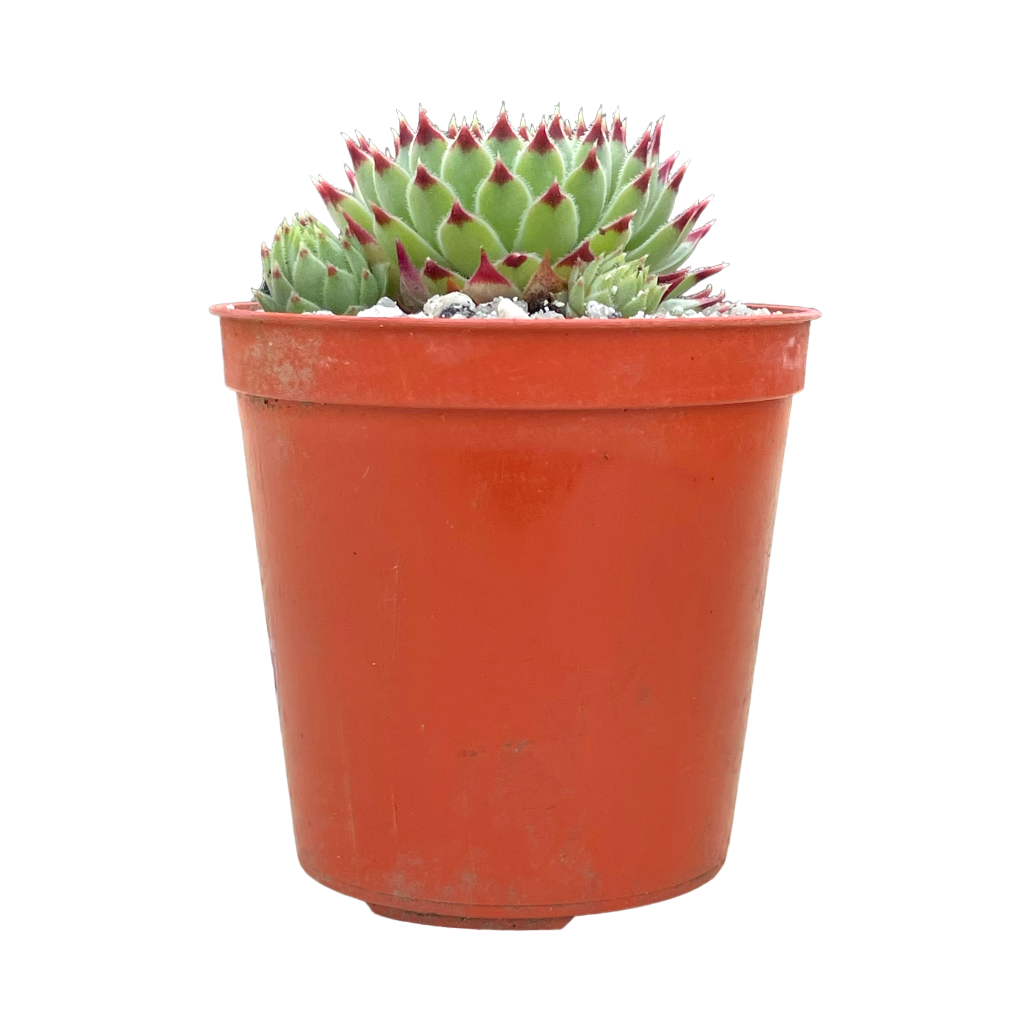 Sempervivum calcareum v. greenii