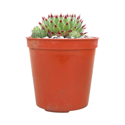 Sempervivum calcareum v. greenii