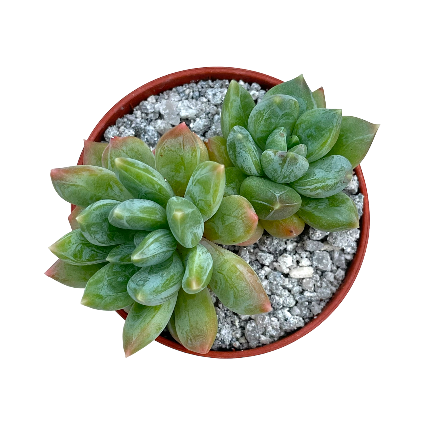 x Pachyveria 'Zooney'