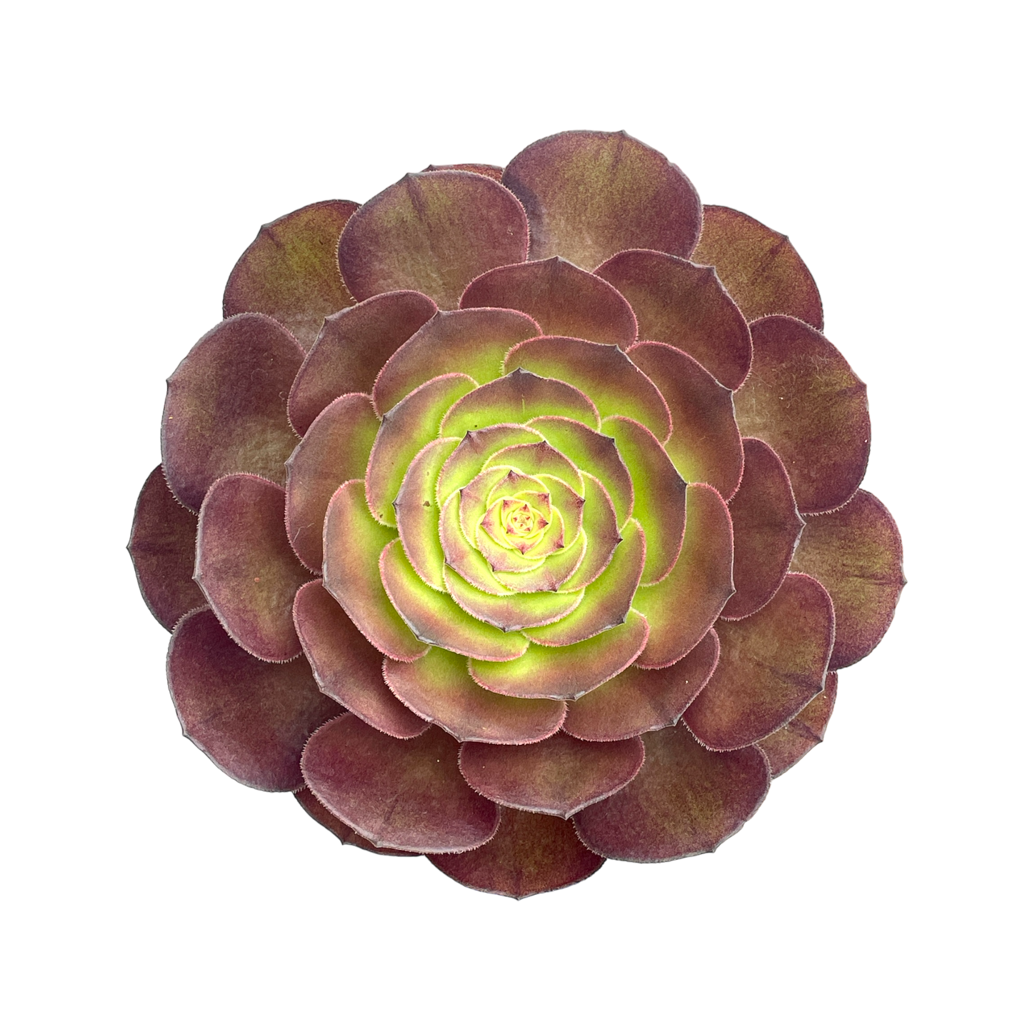 Aeonium 'Madeira Rose'