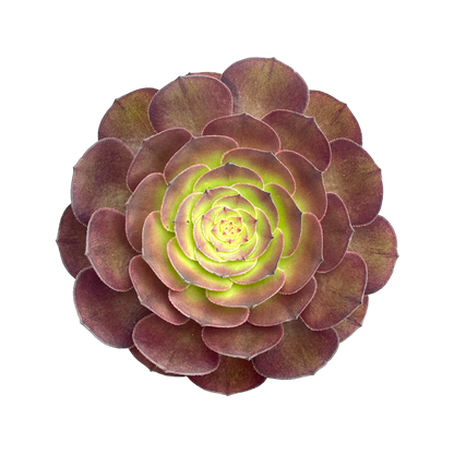 Aeonium 'Madeira Rose'