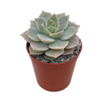 x Graptoveria 'Titubans'