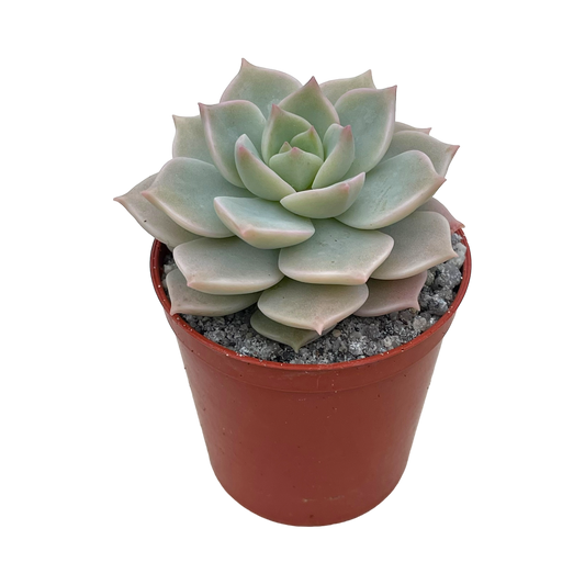 x Graptoveria 'Titubans'