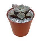 Haworthia pygmaea 'Ice Drill'