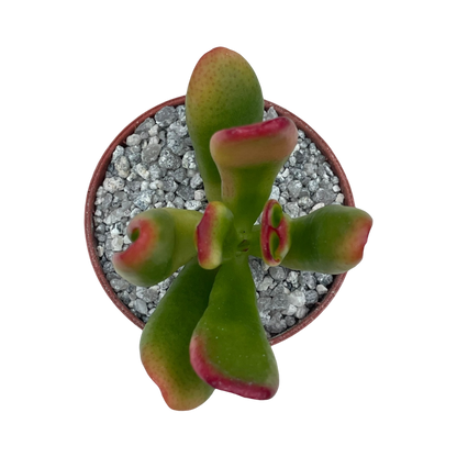 Crassula 'Red Horn'