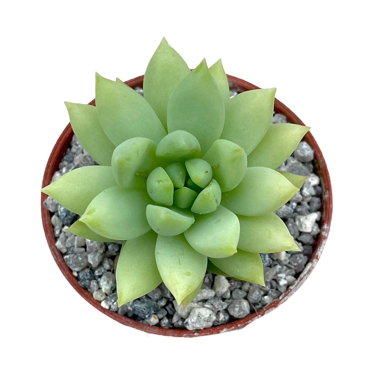 x Sedeveria 'Harry Butterfield'