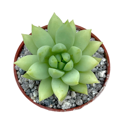 x Sedeveria 'Harry Butterfield'