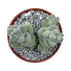Crassula plegmatoides