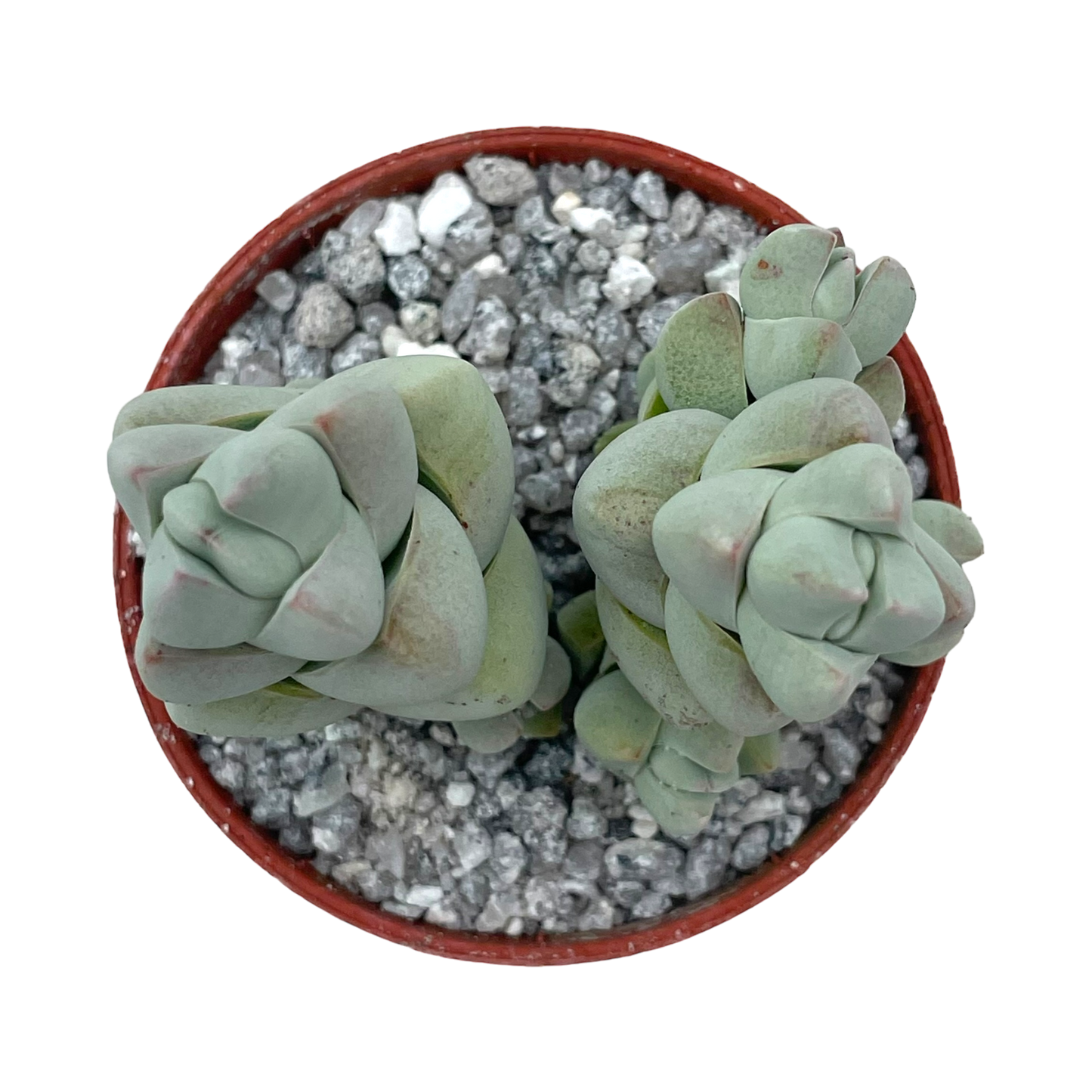 Crassula plegmatoides