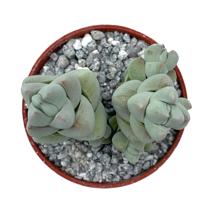 Crassula plegmatoides