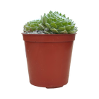 Sempervivum 'Superdome'