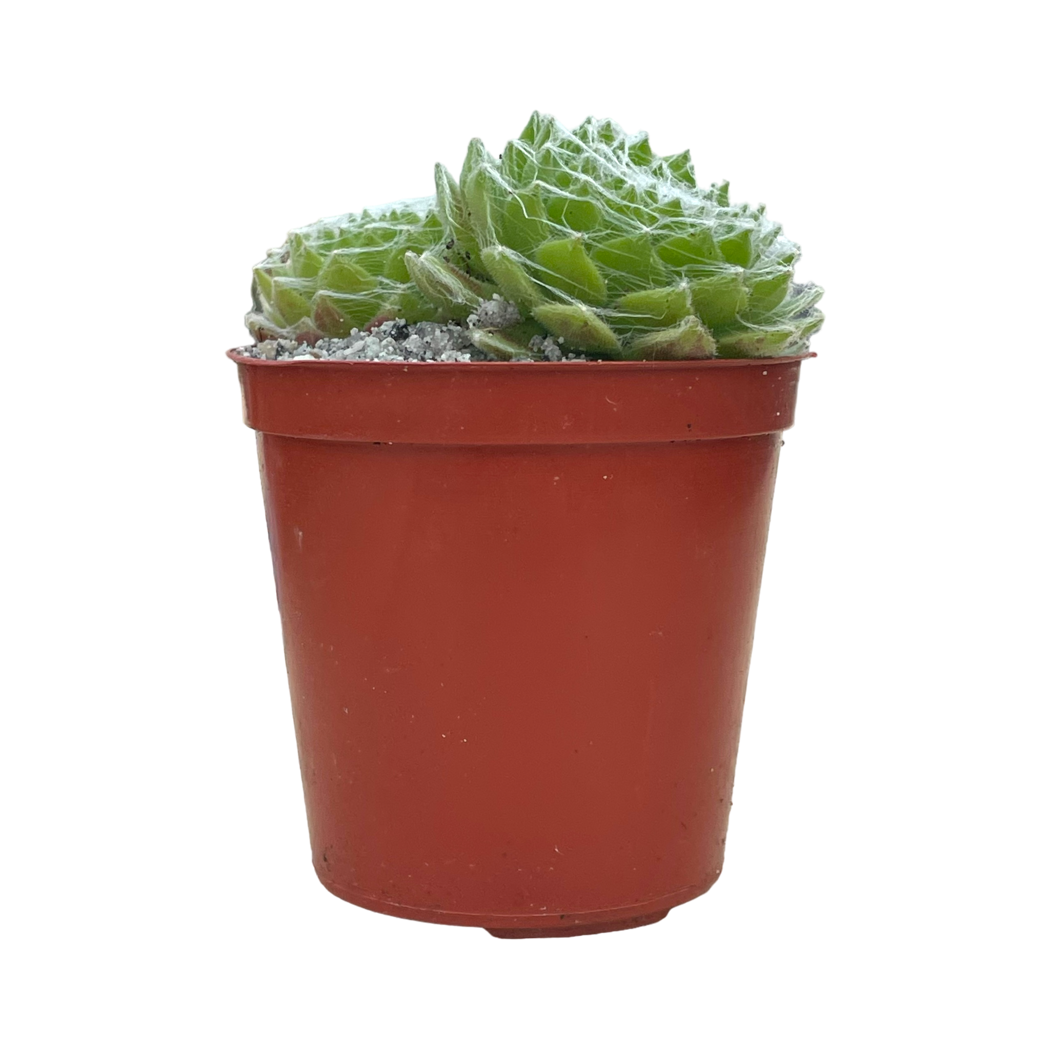 Sempervivum 'Superdome'