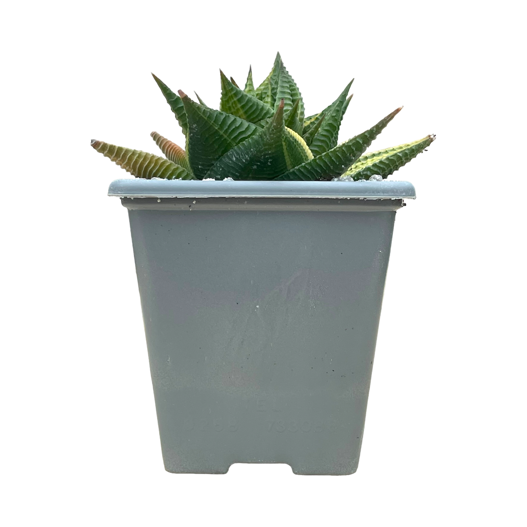 Haworthia limifolia f. variegata