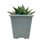 Haworthia limifolia f. variegata