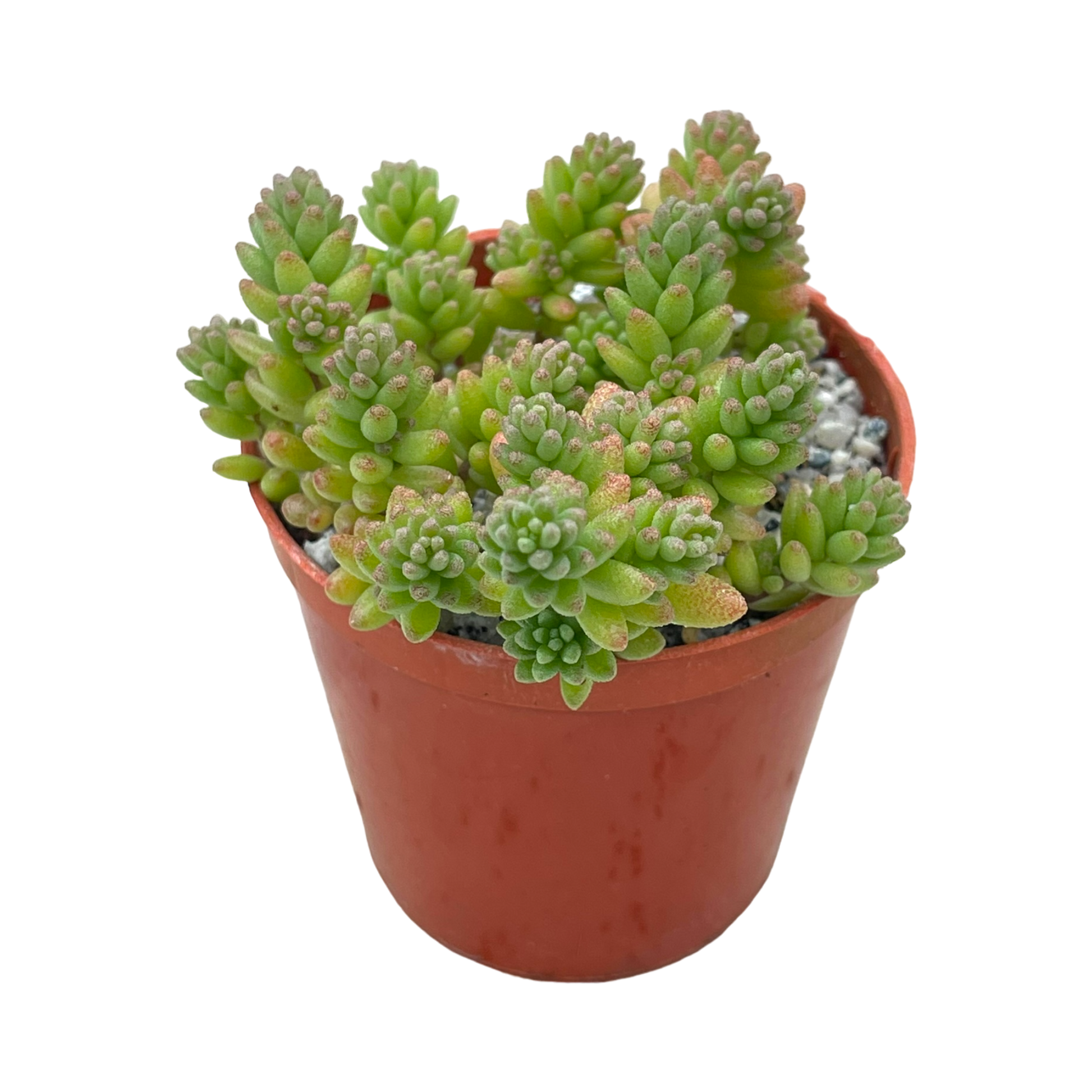 Sedum album – Surreal Succulents Sedum album – Surreal Succulents