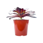 Aeonium 'Merry Maiden'