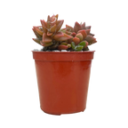 Anacampseros rufescens