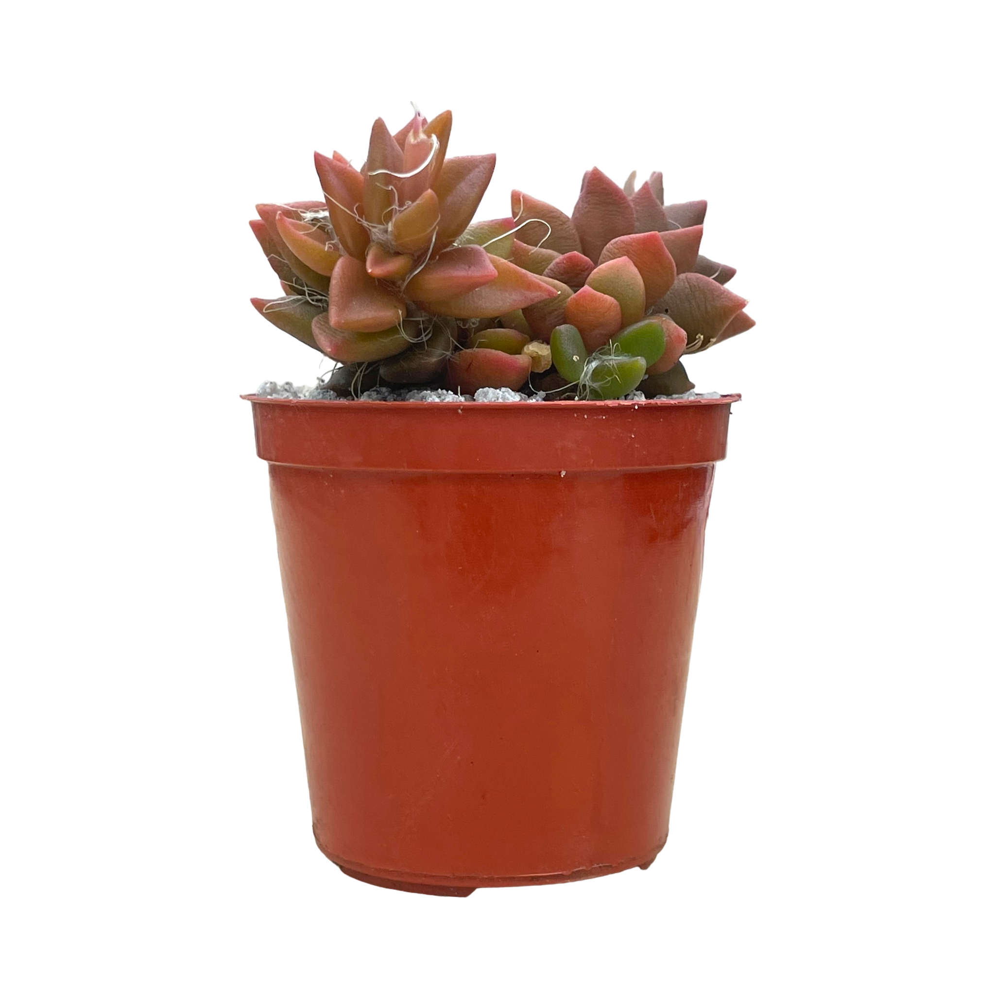 Anacampseros rufescens