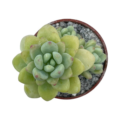 Sedum clavatum