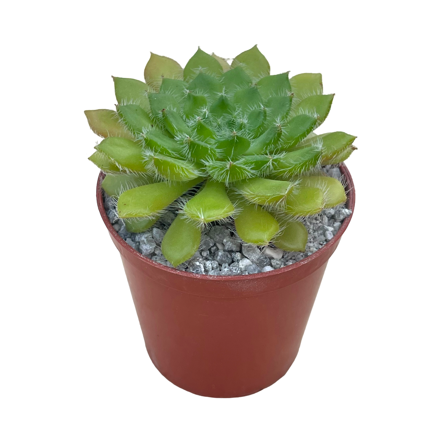 Echeveria setosa var. ciliata