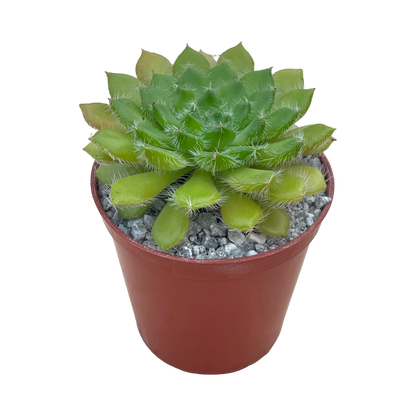 Echeveria setosa var. ciliata