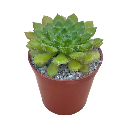 Echeveria setosa var. ciliata