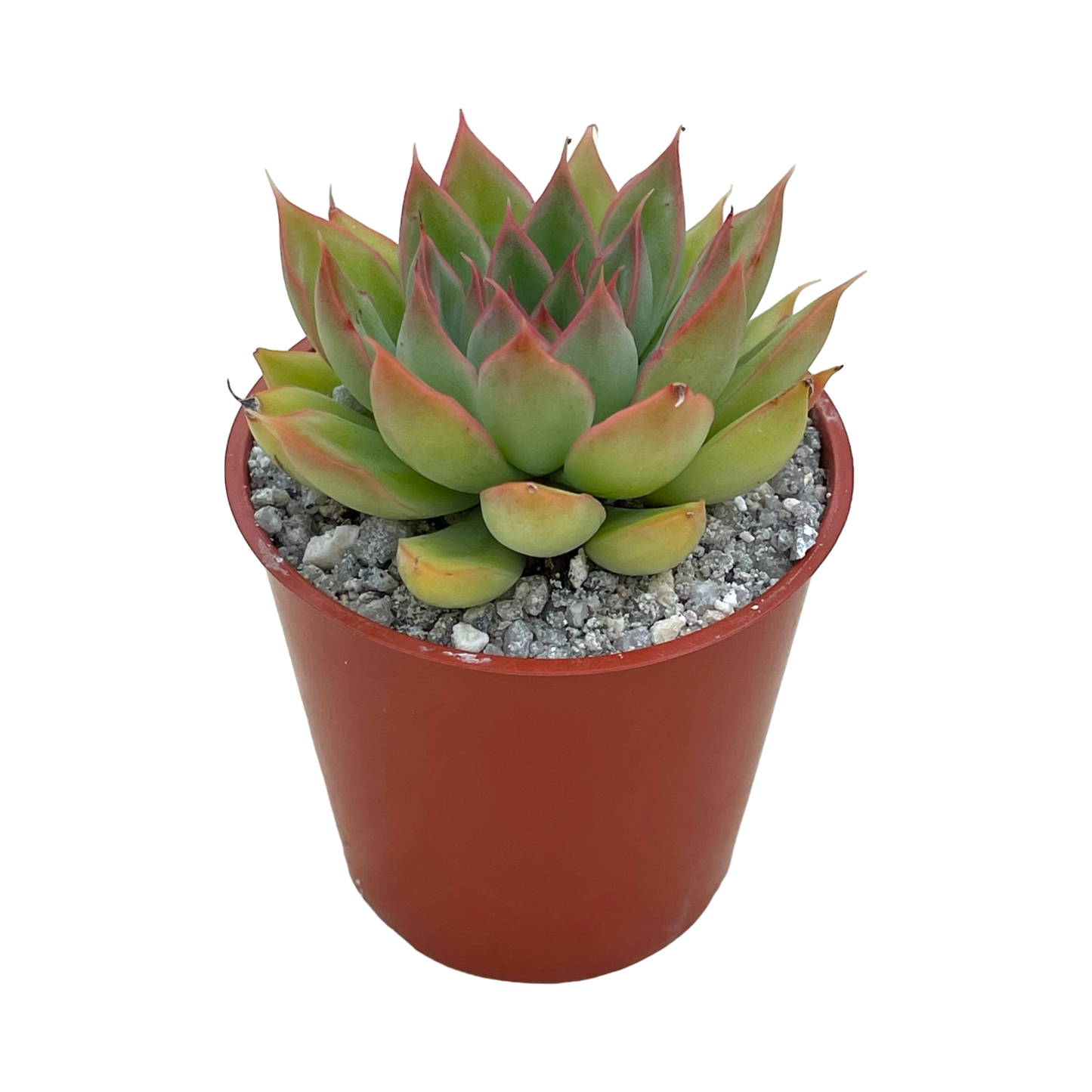 Echeveria 'Sagita'