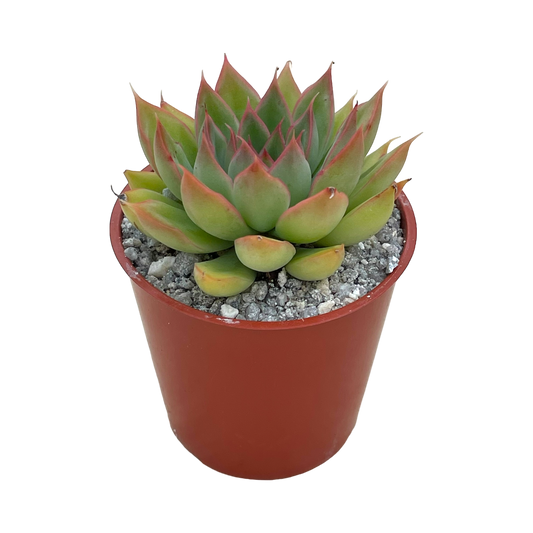 Echeveria 'Sagita'