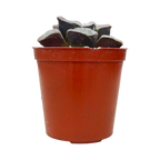 Haworthia pygmaea 'Ice Drill'