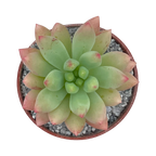 x Sedeveria 'Yellow Humbert'