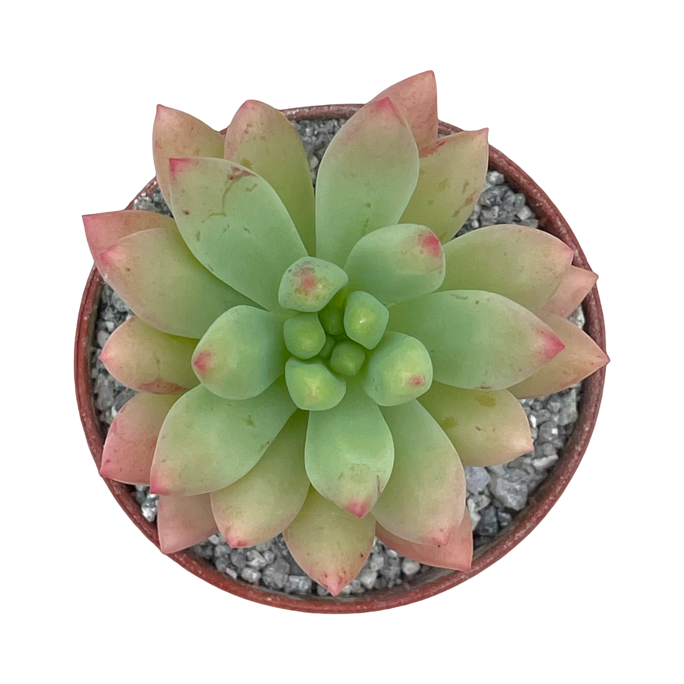 x Sedeveria 'Yellow Humbert'