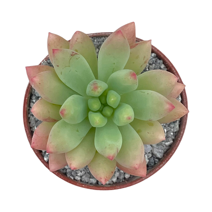 x Sedeveria 'Yellow Humbert'