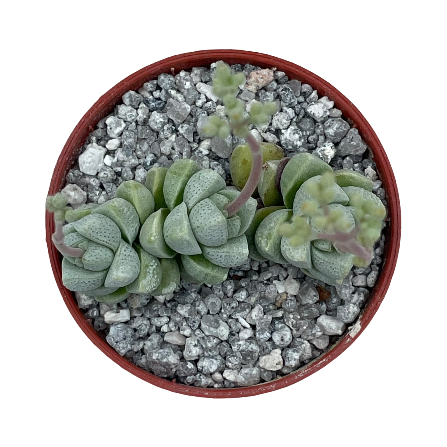 Crassula deceptor