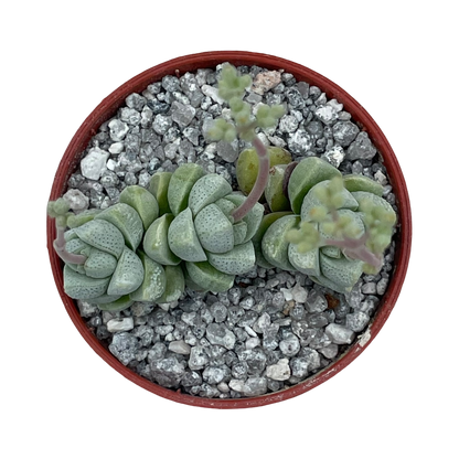 Crassula deceptor