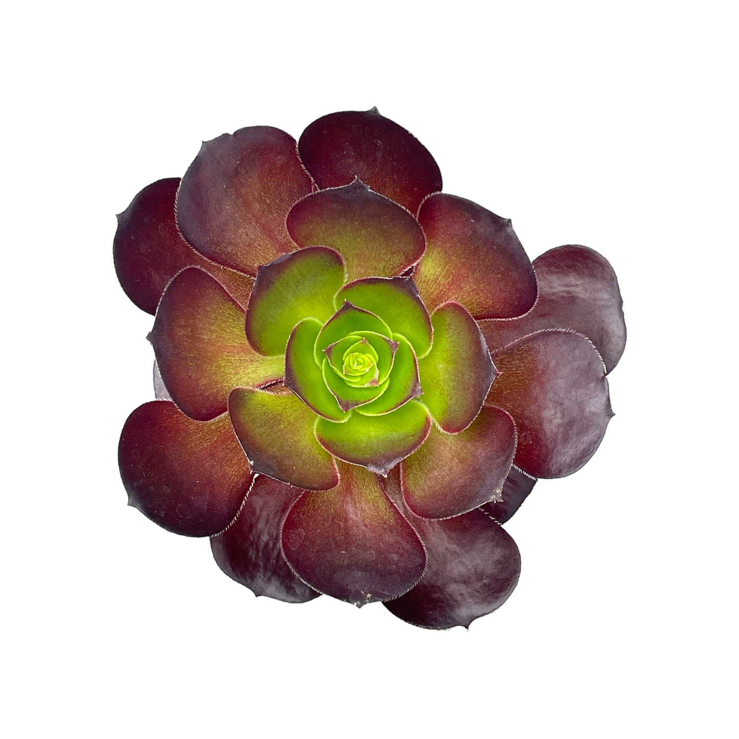 Aeonium 'Cornish Rose'