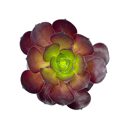 Aeonium 'Cornish Rose'