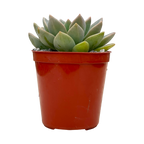 x Graptoveria 'Acaulis'