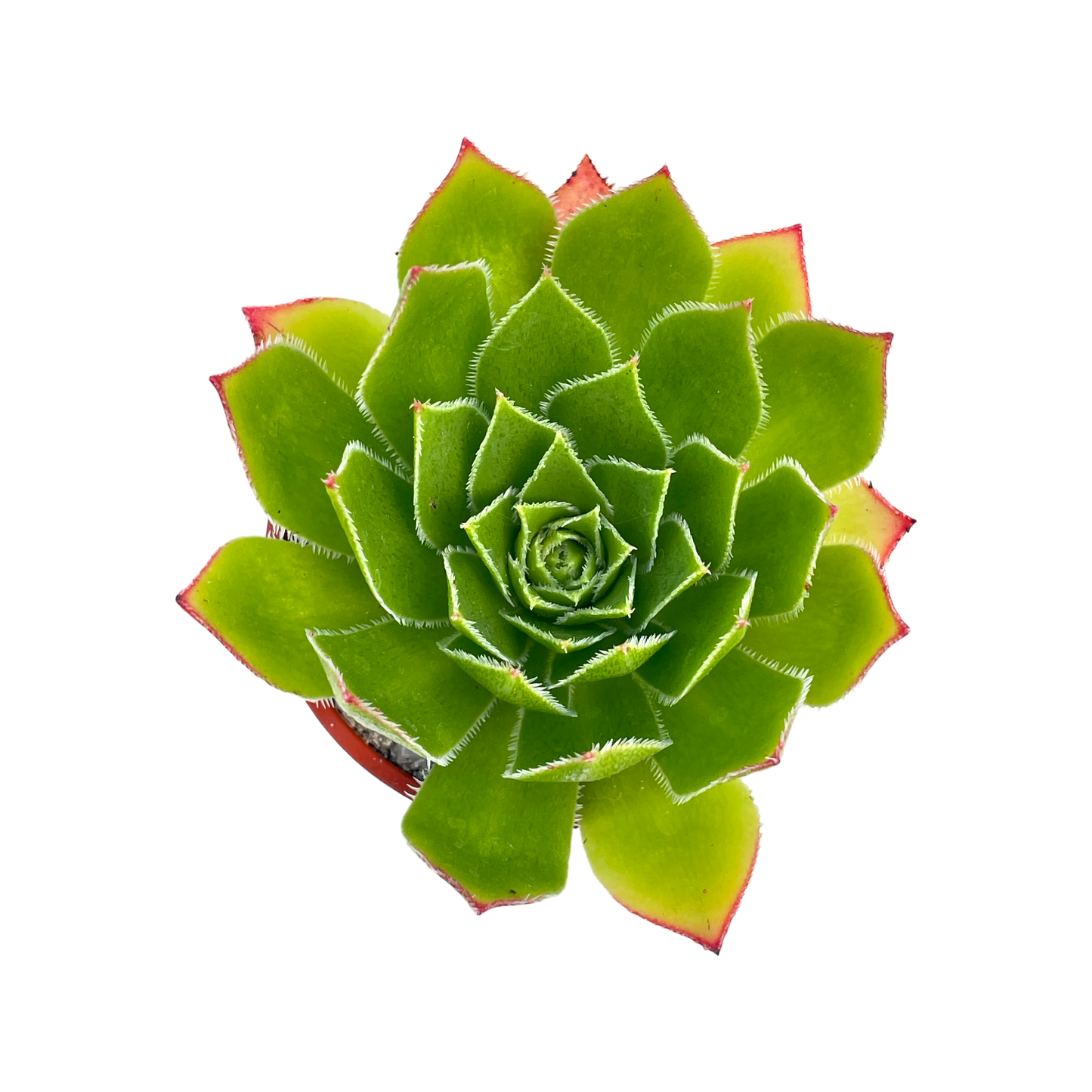 Aeonium 'Ron Dale'