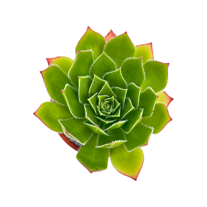 Aeonium 'Ron Dale'