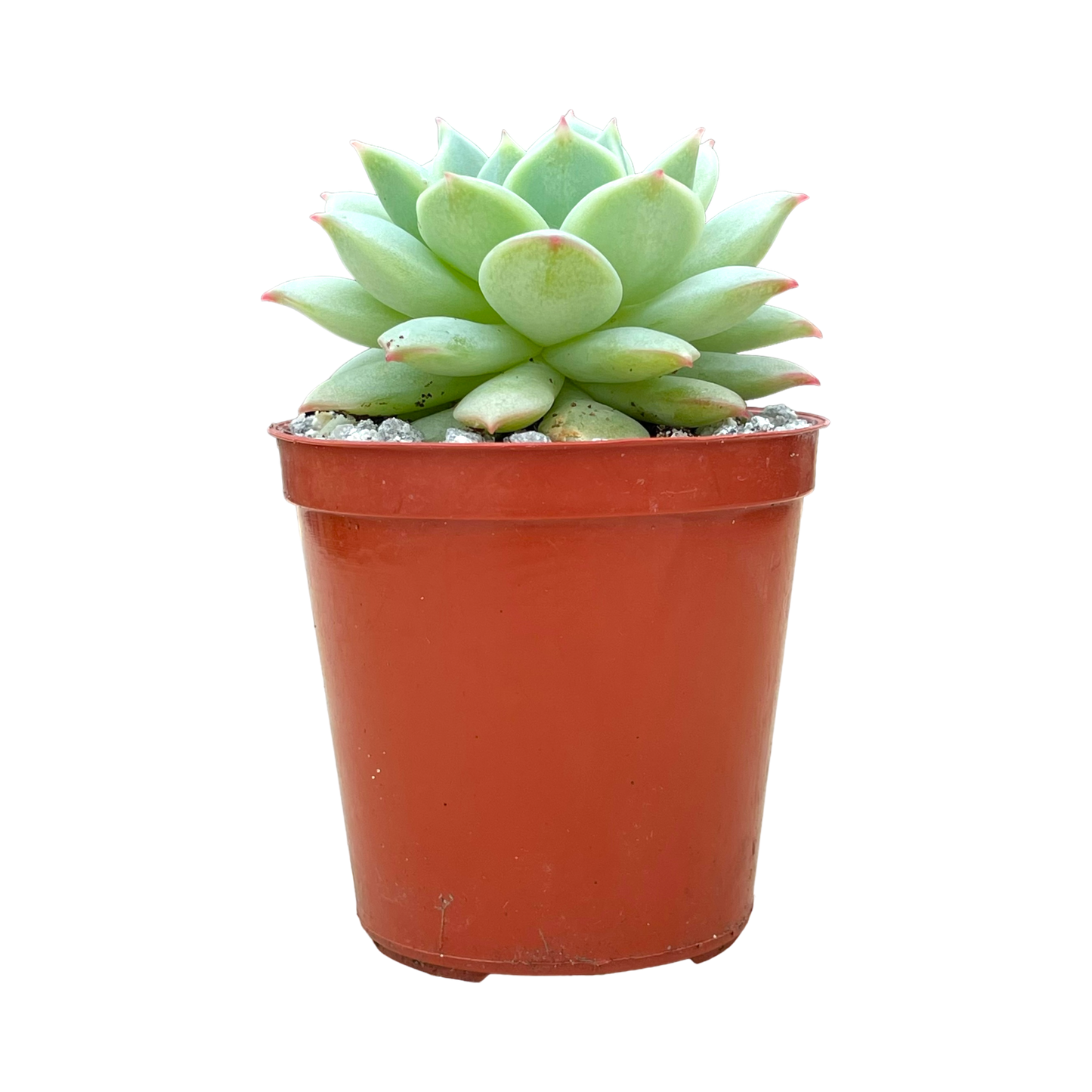 Echeveria derenbergii