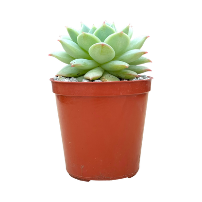 Echeveria derenbergii