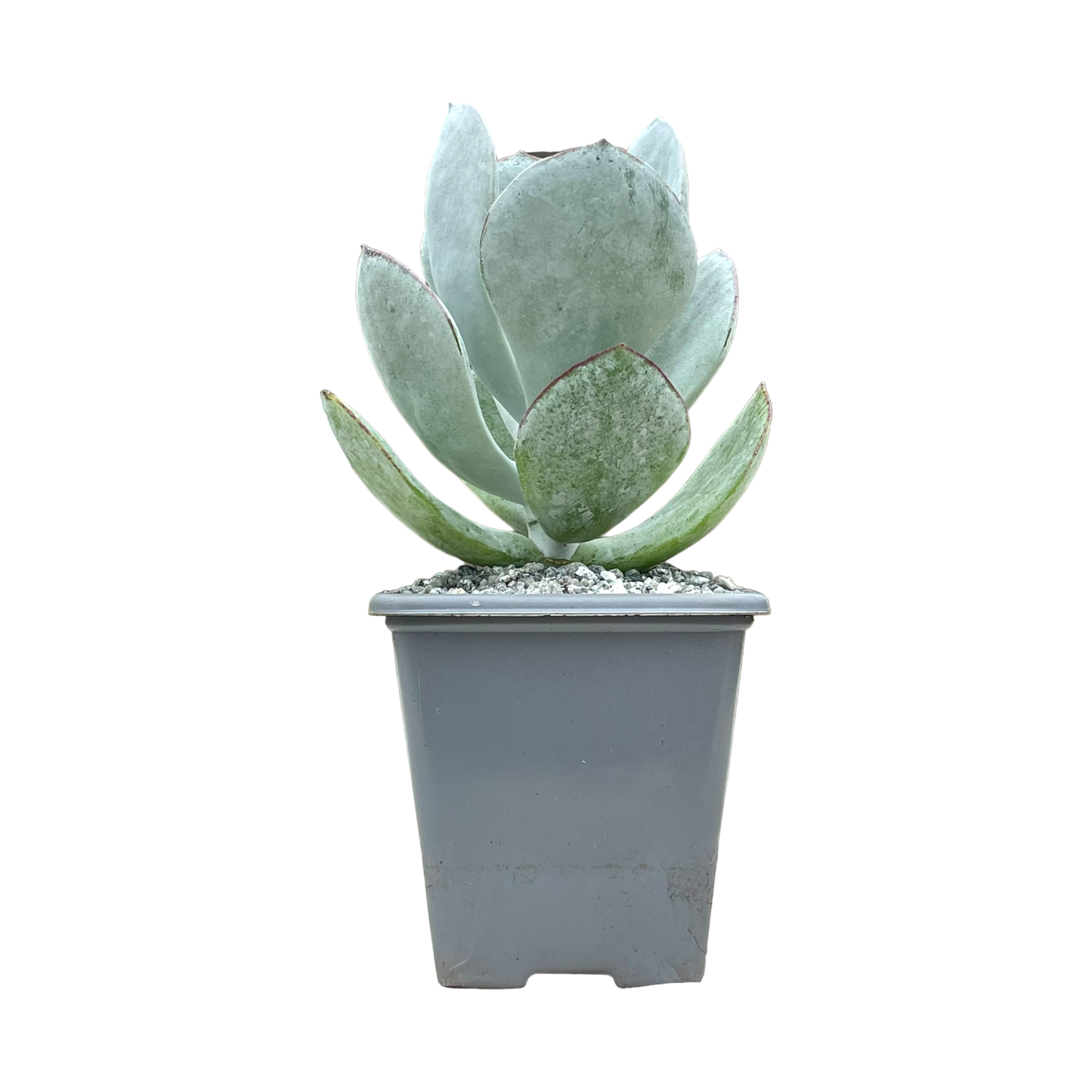 Cotyledon orbiculata