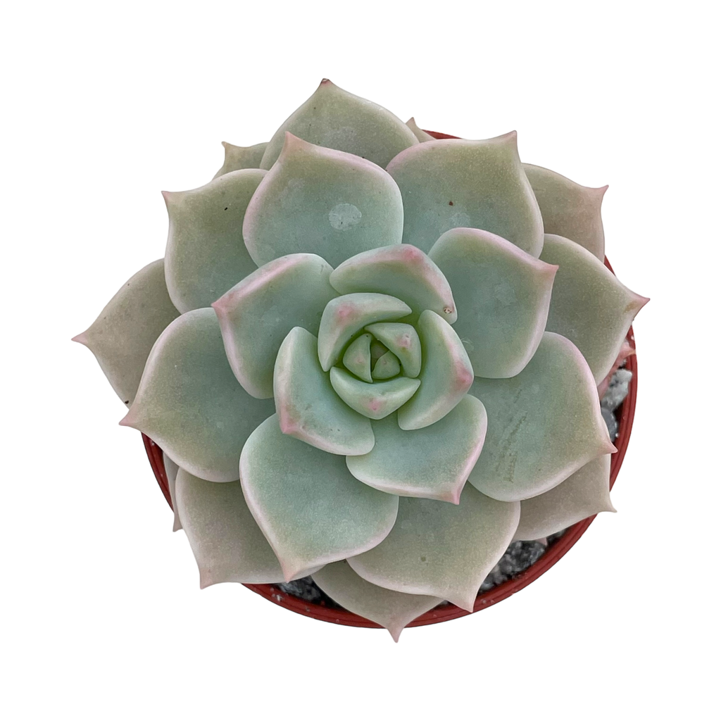 x Graptoveria 'Titubans'