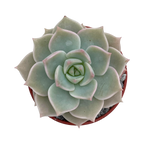 x Graptoveria 'Titubans'