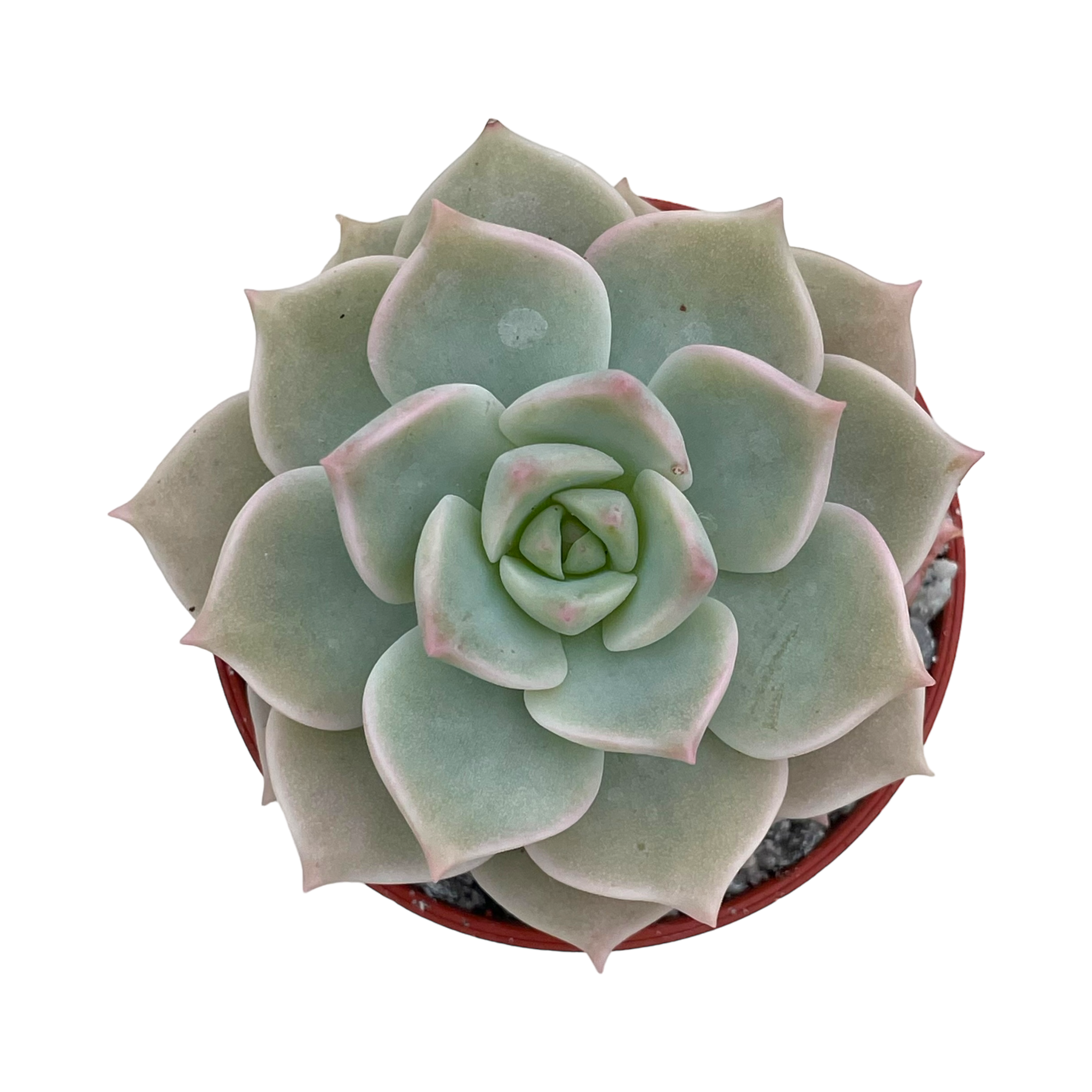 x Graptoveria 'Titubans'