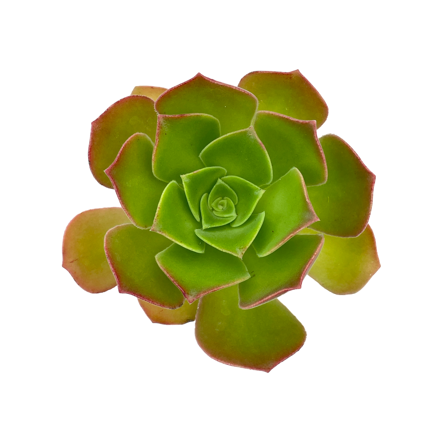 Aeonium 'Darley Blush'