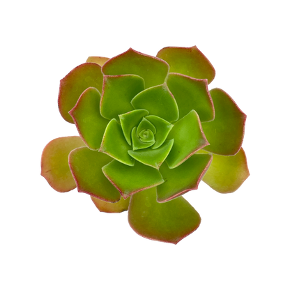 Aeonium 'Darley Blush'