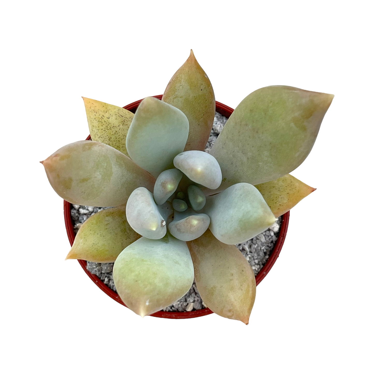 x Pachyveria 'Glacier'