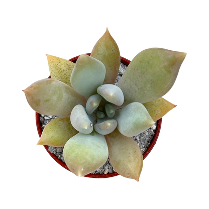 x Pachyveria 'Glacier'