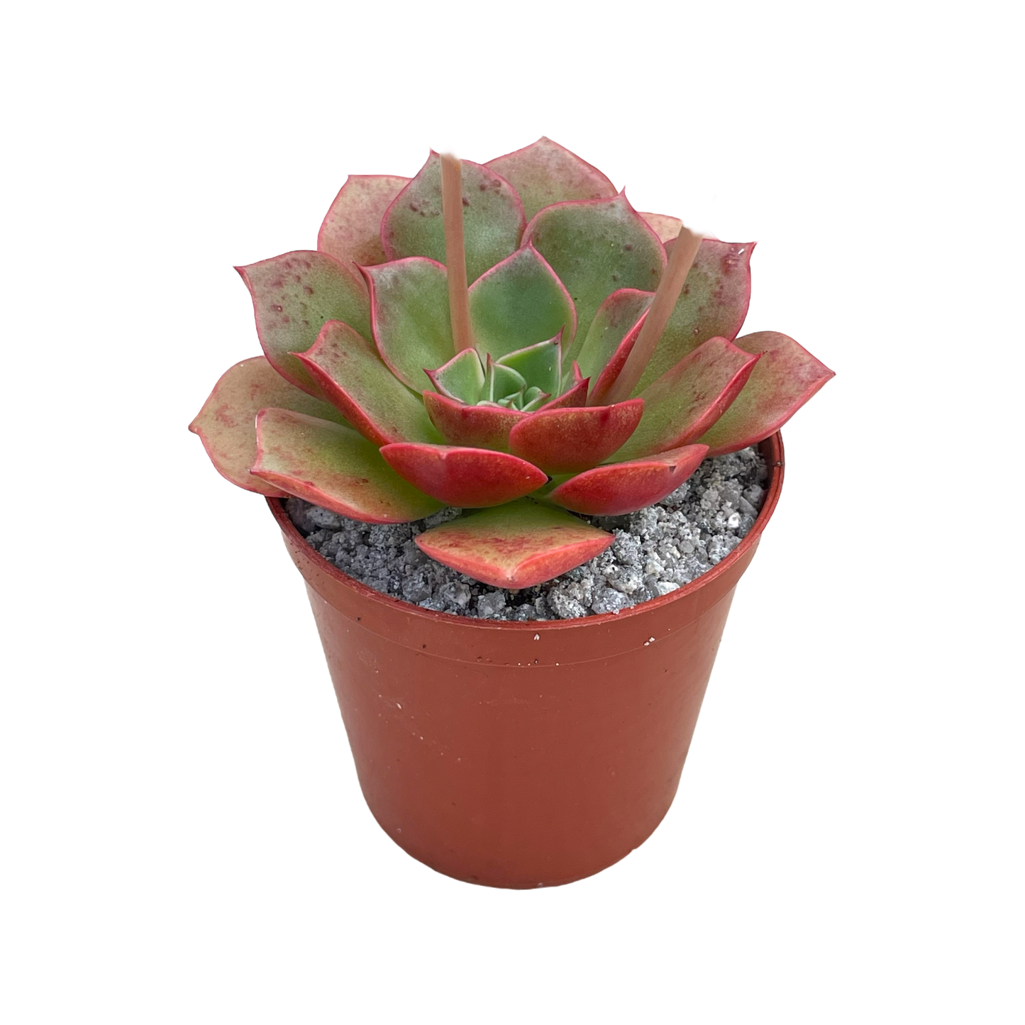 Echeveria 'Sulphur'